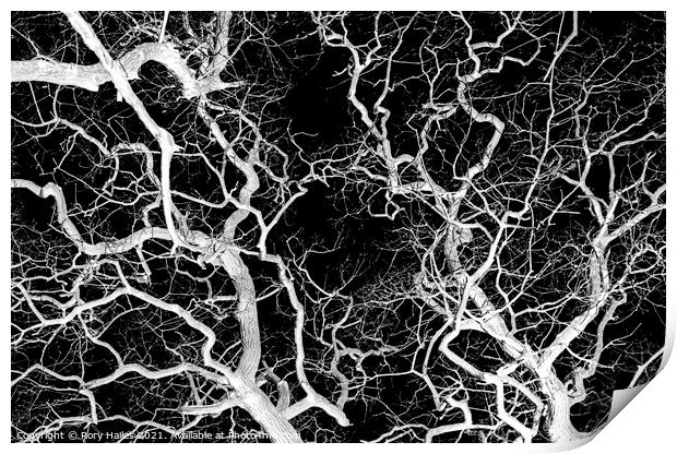 Tree Branches Print by Rory Hailes