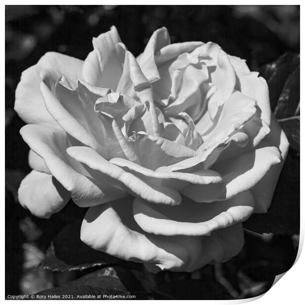 Monochrome Rose Print by Rory Hailes