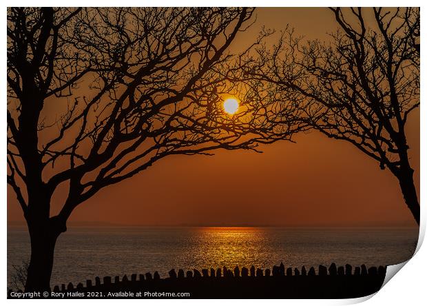 Trees in Silhouette at sunset Print by Rory Hailes