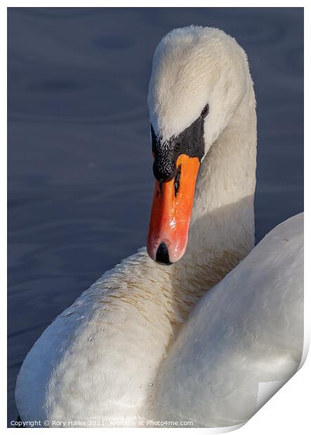 Portrait of a swan Print by Rory Hailes