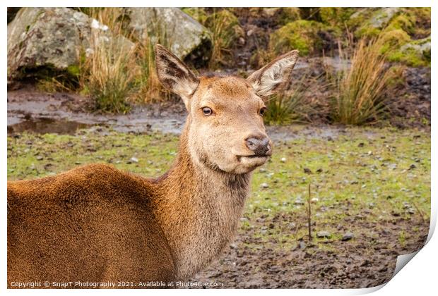 A red doe female deer standing on a hill in the scottish highlands Print by SnapT Photography