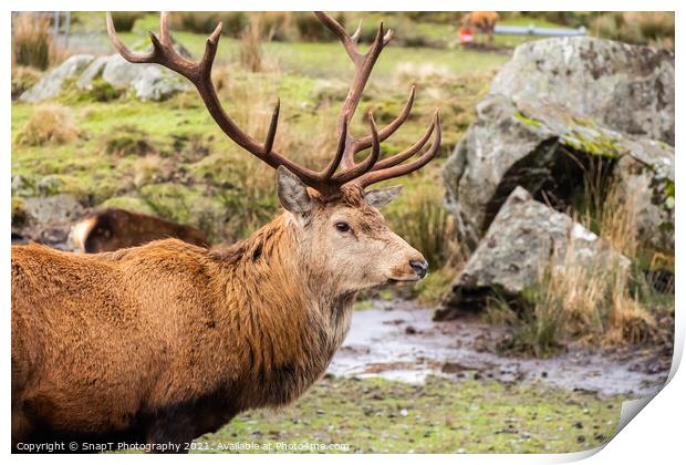A red deer stag with antlers, standing in a field at the Galloway Red Deer Range Print by SnapT Photography