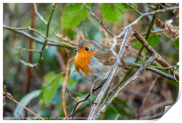 European robin red breast bird sitting perched in a tree in a woodland Print by SnapT Photography