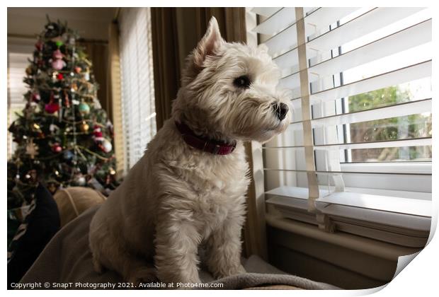A white west highland terrier dog looking out of a window with a christmas tree Print by SnapT Photography