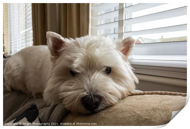 A west highland terrier dog lying on top of a sofa or couch beside a window Print by SnapT Photography
