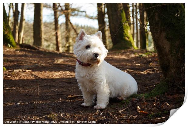 A white west highland terrier dog sitting beside a tree in a Scottish woodland Print by SnapT Photography