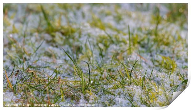 Close up of blades of grass covered in white frost in the winter sun Print by SnapT Photography