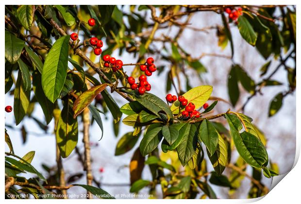 Red berries on a Cotoneaster or ‘Cornubia’ tree in the winter sunlight Print by SnapT Photography