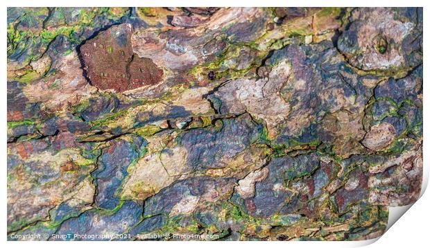 Close up of colorful decomposing tree bark in the winter light Print by SnapT Photography
