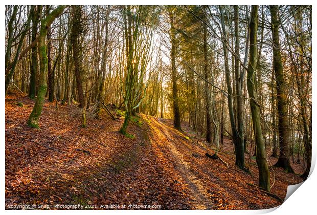 Golden fall afternoon sun shining through the trees on a woodland trail Print by SnapT Photography