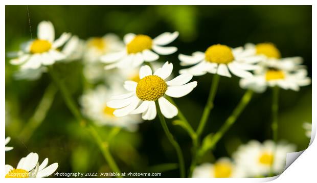 Close up of shasta daisies in a garden the summer sun Print by SnapT Photography