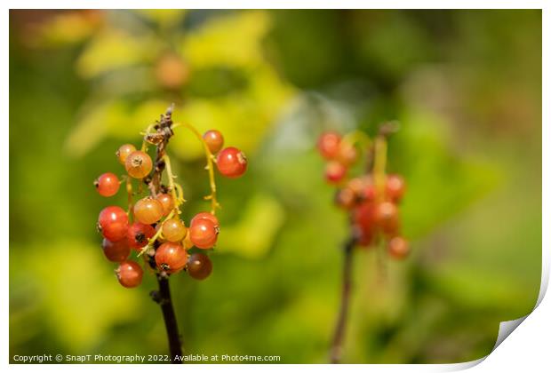 Close up of red currant fruits in the late afternoon summer sun Print by SnapT Photography