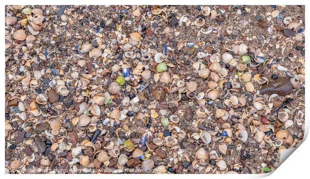 Close up of colourful old shells on a beach of various shapes and sizes Print by SnapT Photography