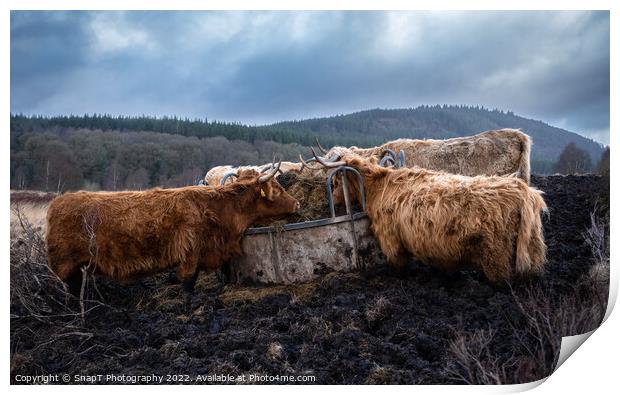 A highland cows feeding on grass from a feedlot in a Scottish field in winter Print by SnapT Photography