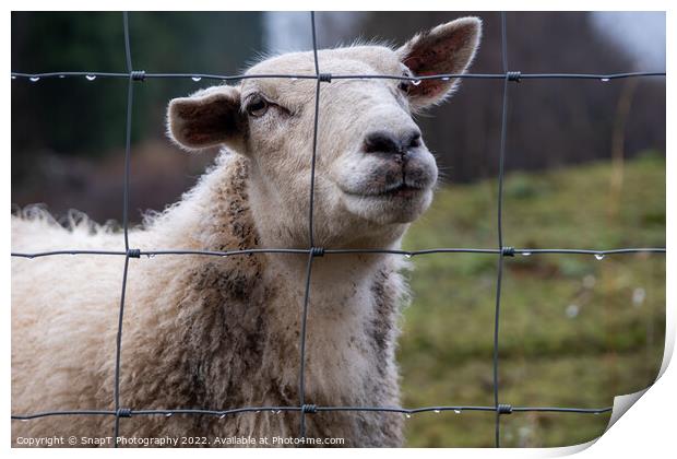 A close up of a Scottish female ewe sheep looking through a wire fence in winter Print by SnapT Photography