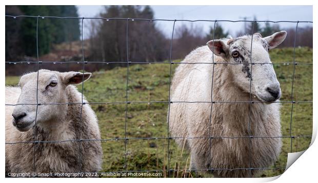 A pair of Scottish female ewe sheep looking through a wire fence in winter Print by SnapT Photography