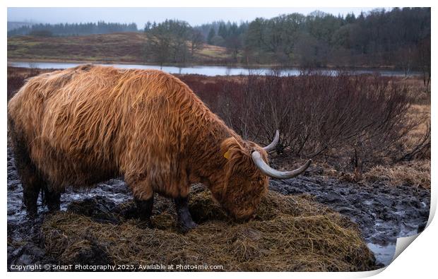 Scottish Highland Cow eating grass in a muddy field in winter at Mossdale Print by SnapT Photography