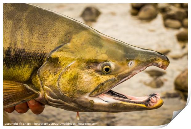 The green head of a Chum salmon with a big kype in the jaw. Print by SnapT Photography