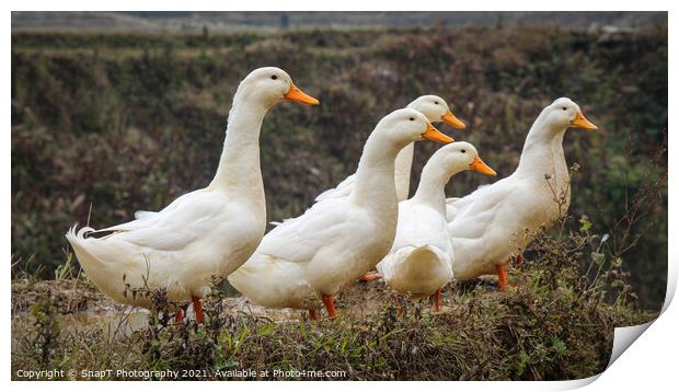 A group or raft of white pecking ducks standing at the edge of a rice terrace Print by SnapT Photography