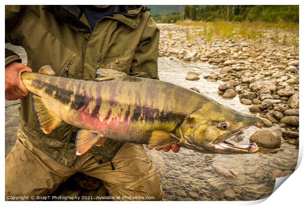 Close up of a large, Chum Salmon with a big kype in the jaw and stripes Print by SnapT Photography
