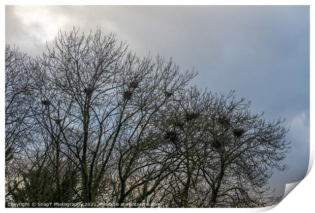 Crow bird nests in trees in winter against a blue cloud background Print by SnapT Photography