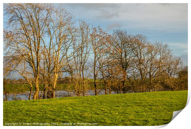 Row of willow and alder trees at the edge of a green field beside a river Print by SnapT Photography