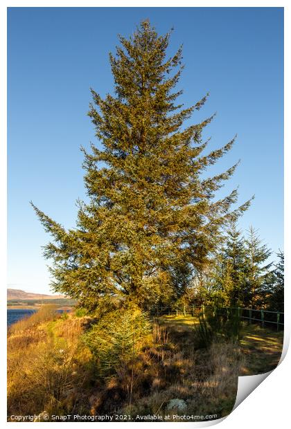 A sitka spruce conifer tree at Clatteringshaws Loch in the winter sun Print by SnapT Photography