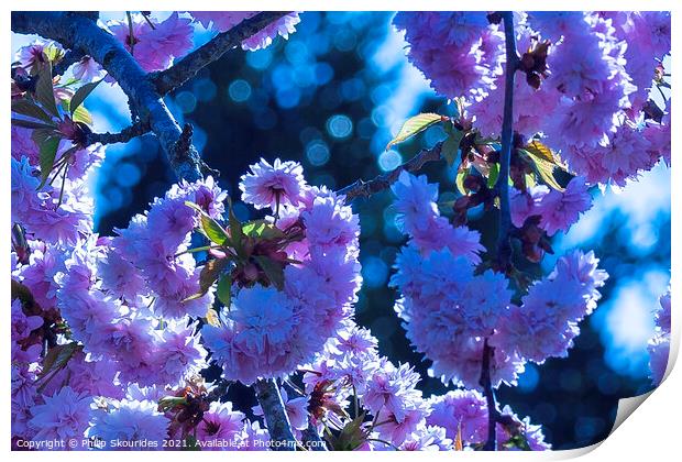 Cherry blossom Print by Philip Skourides