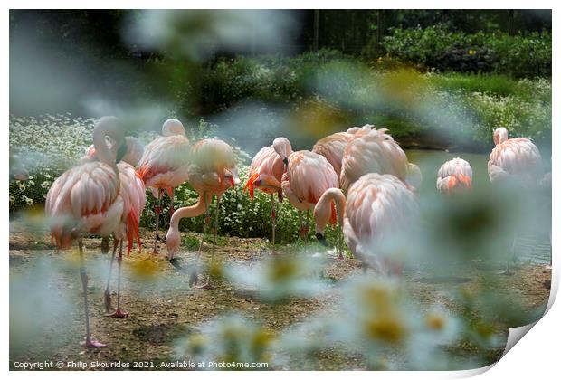 Flamingo's at Banham Print by Philip Skourides