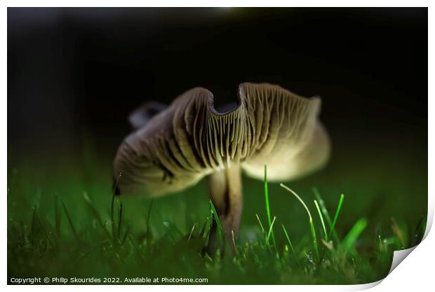 Fungi ii Print by Philip Skourides