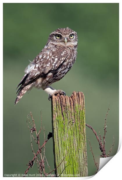 Little Owl, Athene noctua Print by Dave Hunt
