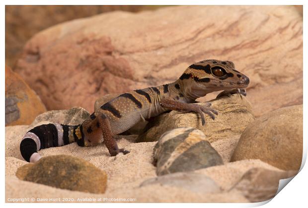 Chinese Tiger Gecko, Goniurosaurus araneus Print by Dave Hunt