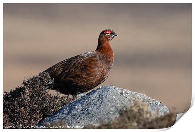 Red Grouse, Lagopus lagopus scotica Print by Dave Hunt