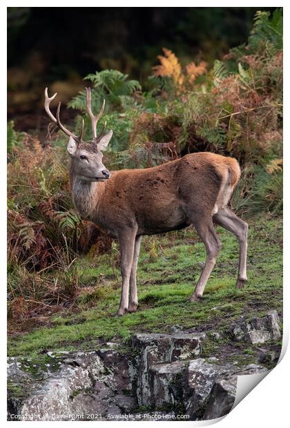 Young Red Deer Stag (Cervus elaphus)  Print by Dave Hunt