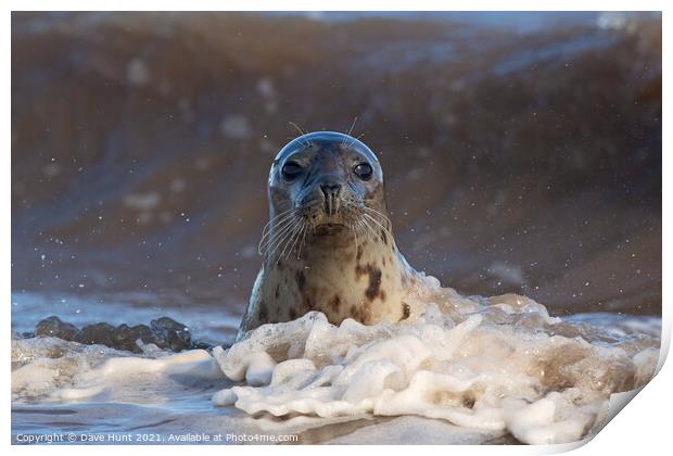 Harbour Seal (Phoca vitulina) Print by Dave Hunt
