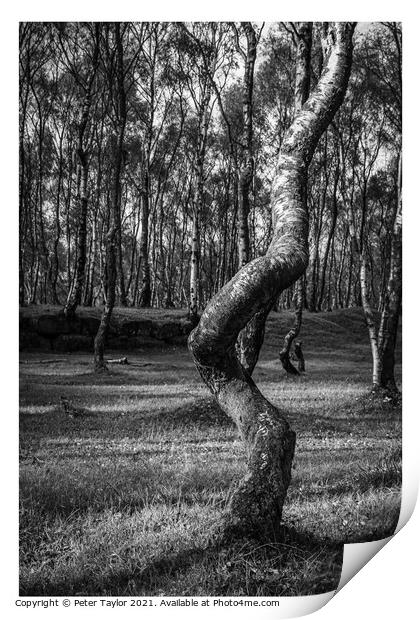 Twisted tree in Lawrencefield, Peak District Print by Peter Taylor