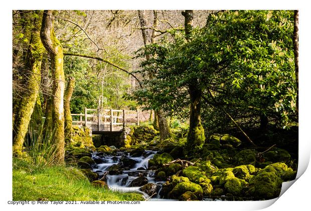 Bridge over river in the forest Print by Peter Taylor