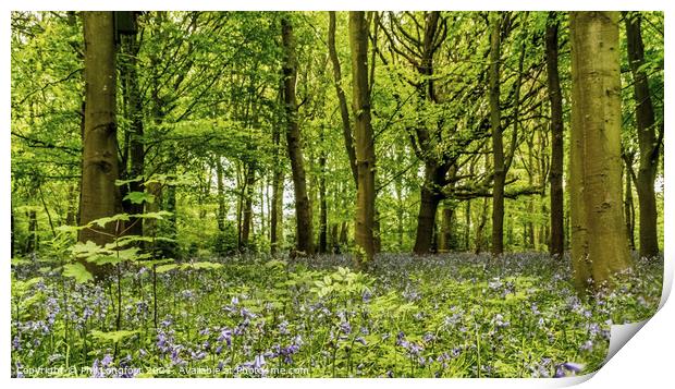 A Springtime forest. Print by Phil Longfoot