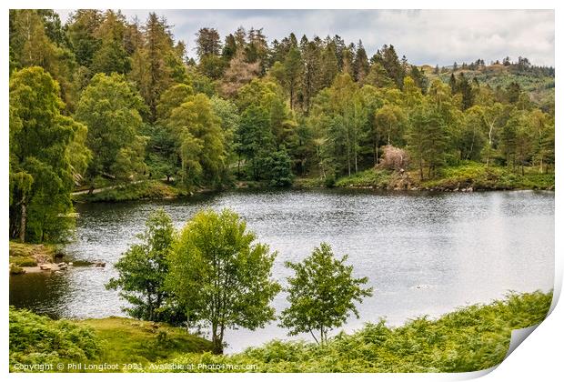 Tarn Hows South Lakes Cumbria  Print by Phil Longfoot