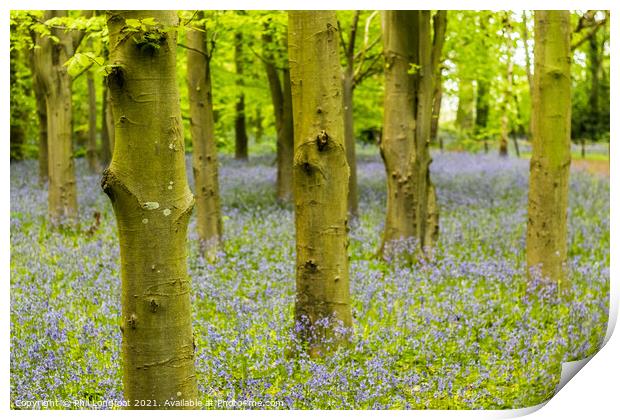 Misty Bluebell Forest Print by Phil Longfoot