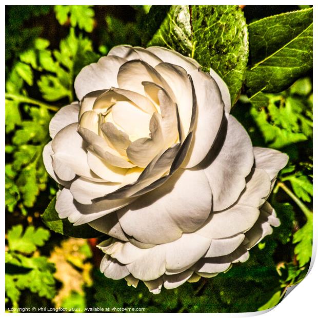 White Rose  Print by Phil Longfoot