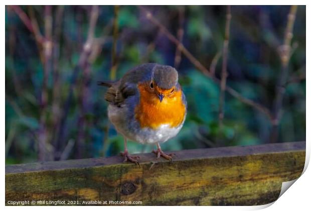The beautiful Robin on a Winters day Print by Phil Longfoot