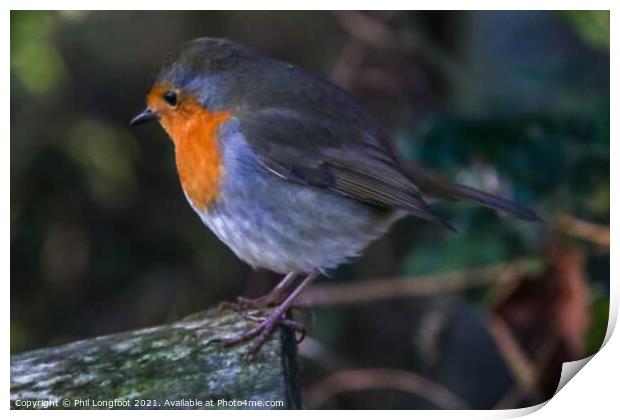 Rockin Robin Print by Phil Longfoot