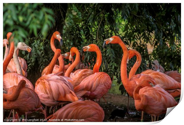 Pretty Flamingos Print by Phil Longfoot