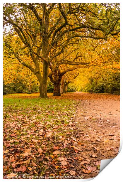 Autumn trees. Print by Phil Longfoot