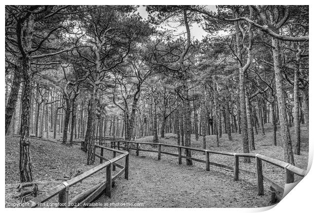 Pinewoods in Merseyside Print by Phil Longfoot