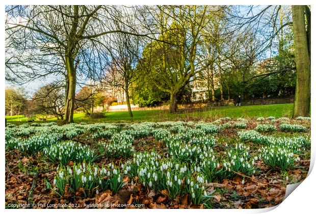 Snowdrops in a beautiful Liverpool Parks Print by Phil Longfoot