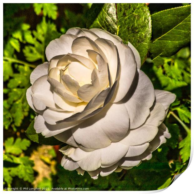 White Rose in my garden Print by Phil Longfoot