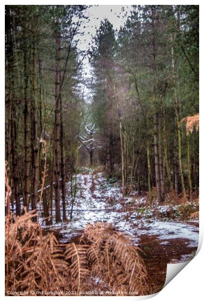 Delamere Forest Print by Phil Longfoot