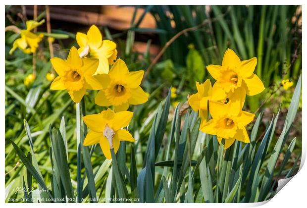 Beautiful Daffodils.  Print by Phil Longfoot